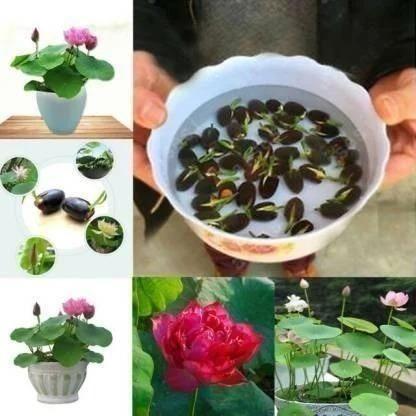 💖 40 Lotus Flower Seeds – The Perfect Gift of Nature & Serenity