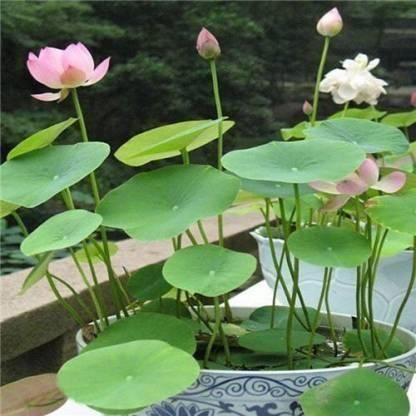 💖 40 Lotus Flower Seeds – The Perfect Gift of Nature & Serenity